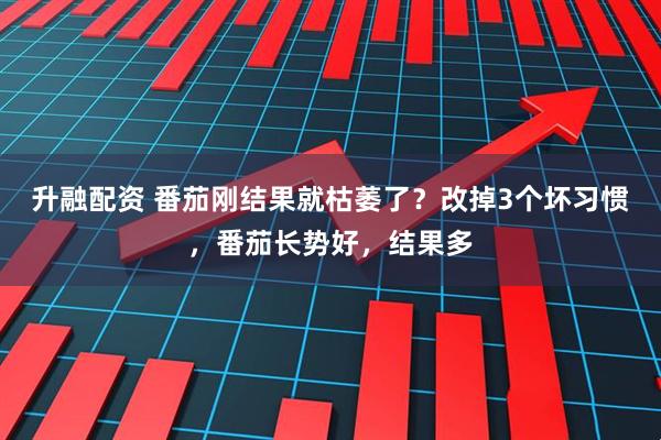 升融配资 番茄刚结果就枯萎了？改掉3个坏习惯，番茄长势好，结果多