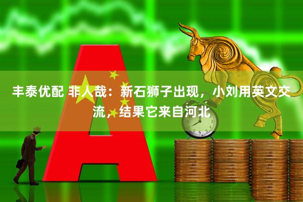 丰泰优配 非人哉：新石狮子出现，小刘用英文交流，结果它来自河北